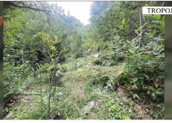 Megaoperacioni antidrogë/ Angazhohen 7 mijë punonjës policie dhe 90 dronë, asgjësohen mbi 24 mijë bimë kanabis