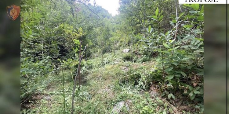 Megaoperacioni antidrogë/ Angazhohen 7 mijë punonjës policie dhe 90 dronë, asgjësohen mbi 24 mijë bimë kanabis