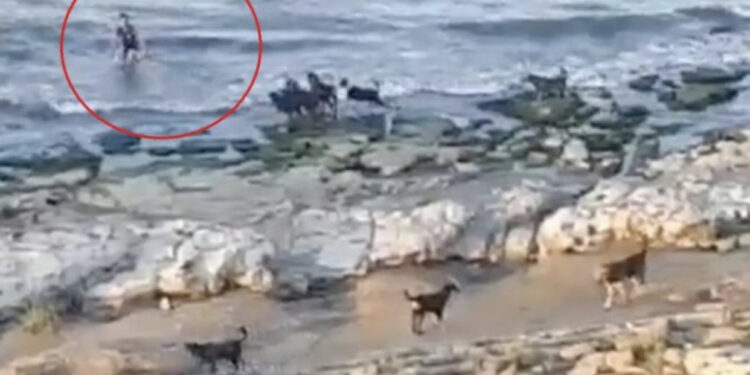 VIDEO/ Tufa e qenve të egër ndjek djalin e vogël! Veprimi i zgjuar i shpëton jetën 