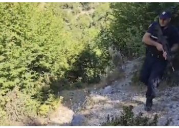 Drogë në repartin ushtarak, asgjësohen 17 000 rrënjë kanabis, 12 persona në pranga