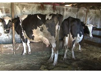 Projektligji/ Qeveria do t’u taksojë fshatarëve kasollen e lopës