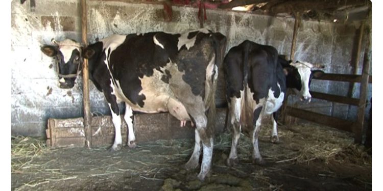 Projektligji/ Qeveria do t’u taksojë fshatarëve kasollen e lopës