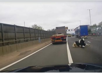 VIDEO/ Momenti shokues shkakton neveri në rrjet, lopa bie nga kamioni në autostradë