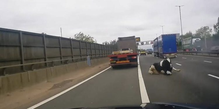 VIDEO/ Momenti shokues shkakton neveri në rrjet, lopa bie nga kamioni në autostradë