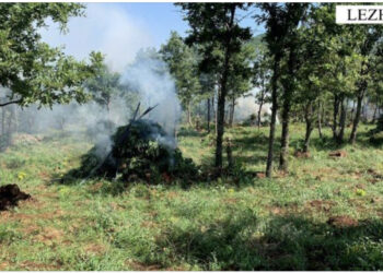 Aksion antidrogë në veri, asgjësohen 3543 bimë cannabis sativa, në pranga një person