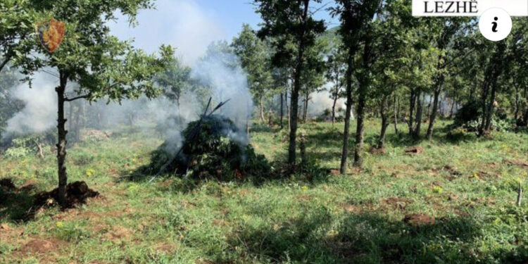 Aksion antidrogë në veri, asgjësohen 3543 bimë cannabis sativa, në pranga një person