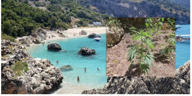 “All in” në Himarë/ Kanabis për turistët në plazhin e Krorëzës! Pronarët e lokaleve e prodhonin dhe ua shisnin pushuesve