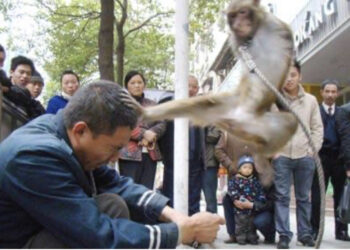 Majmuni i ikën pronarit nga duart dhe sulmon kalimtarët, tre të plagosur