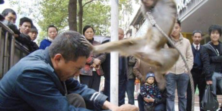 Majmuni i ikën pronarit nga duart dhe sulmon kalimtarët, tre të plagosur