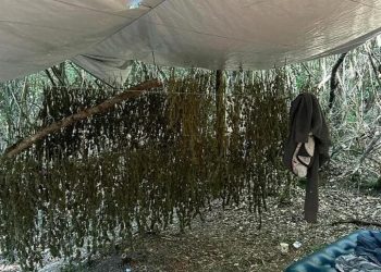 Arrestohen dy shqiptarë në Itali, karabinierët sekuestrojnë 35 kg marihuanë me vlerë 350 mijë euro