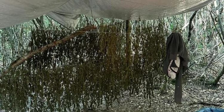 Arrestohen dy shqiptarë në Itali, karabinierët sekuestrojnë 35 kg marihuanë me vlerë 350 mijë euro