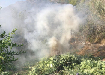Asgjësohen mbi 10 mijë bimë drogë në Velipojë, e pësojnë 4 policë, pezullohen nga detyra