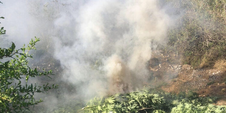 Asgjësohen mbi 10 mijë bimë drogë në Velipojë, e pësojnë 4 policë, pezullohen nga detyra