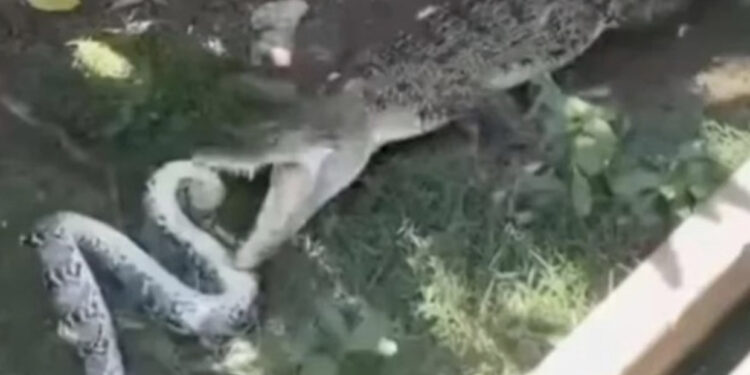 VIDEO/ Beteja e “vdekjes”, krokodili përballë pitonit, cili do të fitojë?