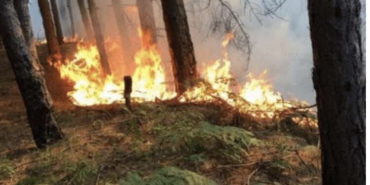 Zjarr në Darëzezë të Fierit, flakët përhapen me shpejtësi, rrezikohet pylli