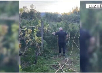 Po kujdesej për kanabisin, policia i shkon në parcelë papritur