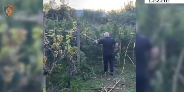 Po kujdesej për kanabisin, policia i shkon në parcelë papritur