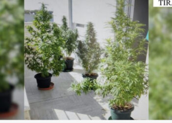 Arrestimi i këngëtares Enca, policia: Iu gjetën 5 vazo të mbjella me kanabis në ballkonin e banesës