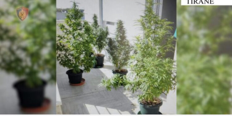 Arrestimi i këngëtares Enca, policia: Iu gjetën 5 vazo të mbjella me kanabis në ballkonin e banesës