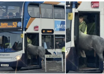 Këto foto po çmendin gjithë Anglinë/ Për ku është nisur?-Kali përpiqet të hipë në autobus 