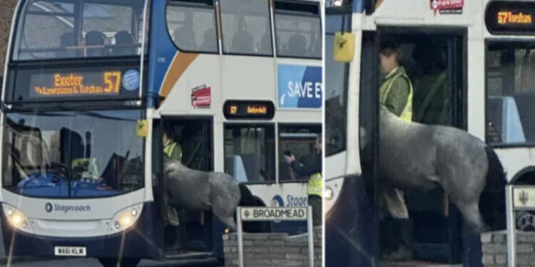 Këto foto po çmendin gjithë Anglinë/ Për ku është nisur?-Kali përpiqet të hipë në autobus