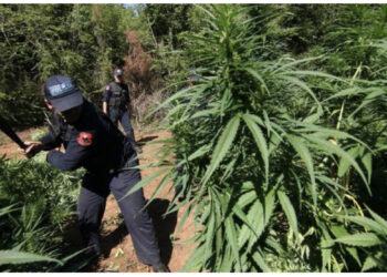 Operacion anti-drogë në Shkodër, asgjësohen 10 mijë rrënjë kanabis