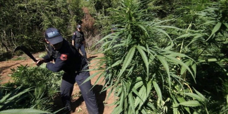 Operacion anti-drogë në Shkodër, asgjësohen 10 mijë rrënjë kanabis