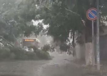 Moti i keq në Shqipëri, rrëzohet pema në Elbasan, në Pogradec bllokohen pusetat