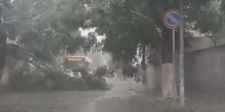 Moti i keq në Shqipëri, rrëzohet pema në Elbasan, në Pogradec bllokohen pusetat