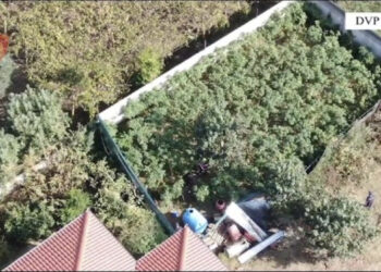 U kap me hashash dhe kanabis, avokati: Bëni analizat e ADN-së, nuk ka lidhje me çështjen