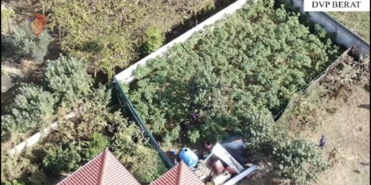 U kap me hashash dhe kanabis, avokati: Bëni analizat e ADN-së, nuk ka lidhje me çështjen