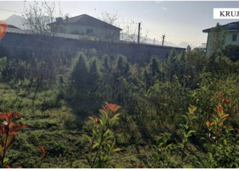 FOTO/ “Gjelbëroi” oborrin e shtëpisë me drogë, pranga për 43-vjeçarin në Krujë