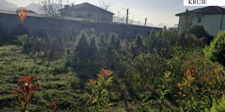 FOTO/ “Gjelbëroi” oborrin e shtëpisë me drogë, pranga për 43-vjeçarin në Krujë