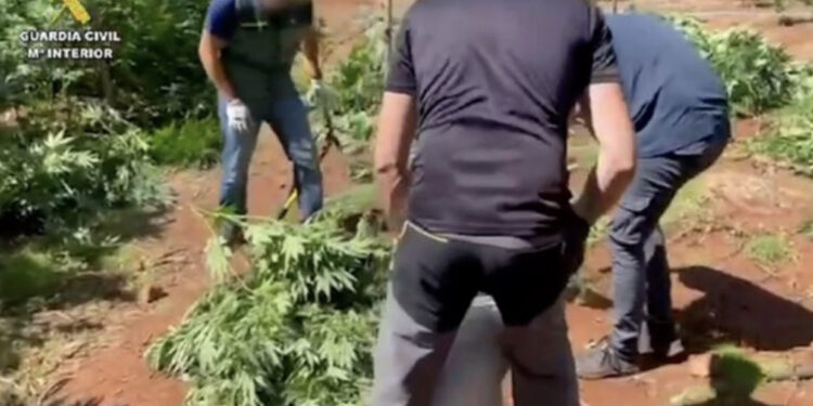 Shterimi i ujit në zonë e nxori zbuluar, zbulohet plantacioni me drogë i shqiptarit në Spanjë