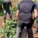 Shterimi i ujit në zonë e nxori zbuluar, zbulohet plantacioni me drogë i shqiptarit në Spanjë