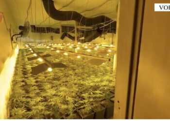 VIDEO/ Kultivonin kanabis nën ndriçimin e llambave, arrestohet punonjësi i OSHEE-së