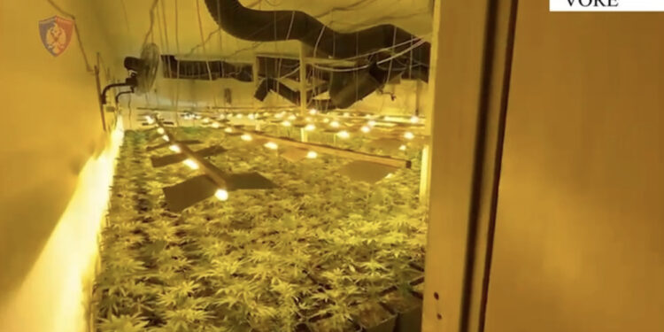 VIDEO/ Kultivonin kanabis nën ndriçimin e llambave, arrestohet punonjësi i OSHEE-së