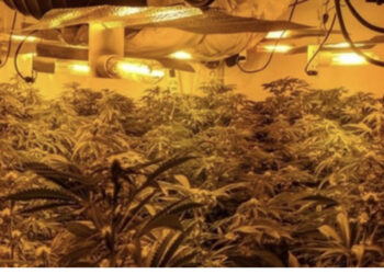 Shkatërrohet banda e drogës në Spanjë, mediat: “Koka” e grupit ishte shqiptar, nuk mund t’i shpenzonte dot milionat