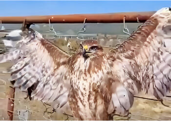 Vari dhe keqtrajtoi shqiponjën, arrestohet 35-vjeçari në Përmet