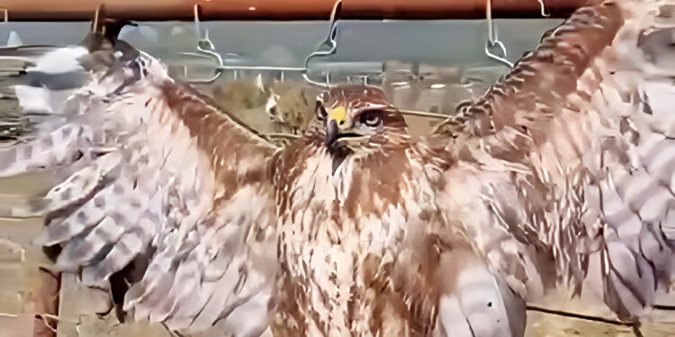 Vari dhe keqtrajtoi shqiponjën, arrestohet 35-vjeçari në Përmet