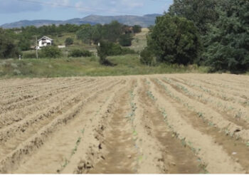 Qeveria dyfishon taksën për tokën bujqësore. Ja sa do të paguajë fermerët