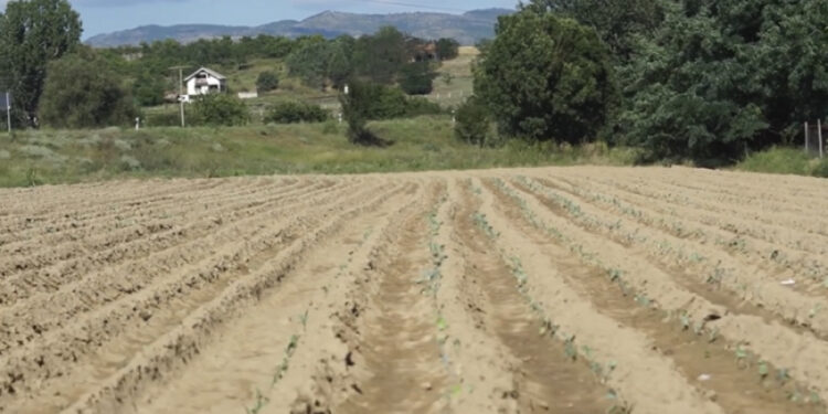 Qeveria dyfishon taksën për tokën bujqësore. Ja sa do të paguajë fermerët