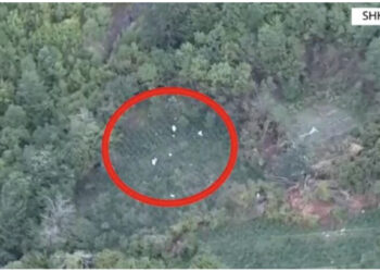 EMRAT/ Kultivuan mbi 10 mijë rrënjë kanabis, arrestohen 3 persona në Shkodër, 6 në kërkim