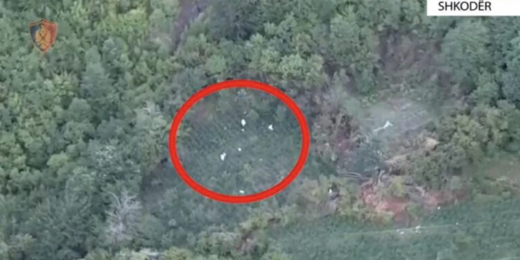 EMRAT/ Kultivuan mbi 10 mijë rrënjë kanabis, arrestohen 3 persona në Shkodër, 6 në kërkim