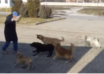 E rëndë, qentë e rrugës sulmojnë të moshuarin në Durrës