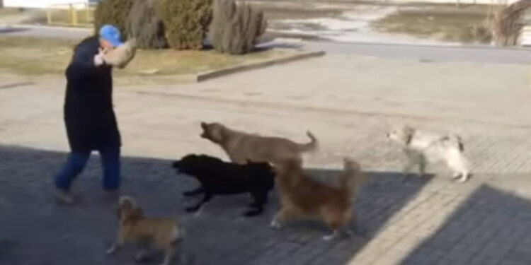 E rëndë, qentë e rrugës sulmojnë të moshuarin në Durrës