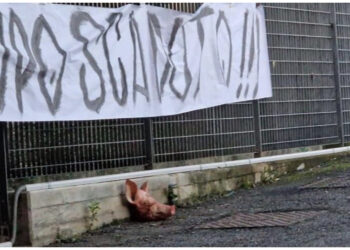 Kohë të vështira për Spezian, tifozët hedhin kokën e derrit në qendrën stërvitore