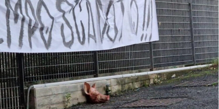 Kohë të vështira për Spezian, tifozët hedhin kokën e derrit në qendrën stërvitore