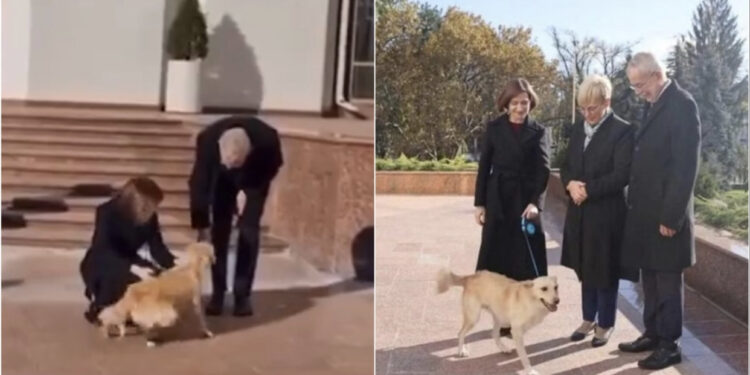 VIDEO/ Presidenti austriak kafshohet nga qeni i homologes moldave 