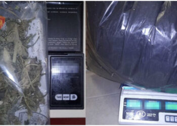 Goditet grupi kriminal në Shkodër, sekuestrohet 13 kg kanabis